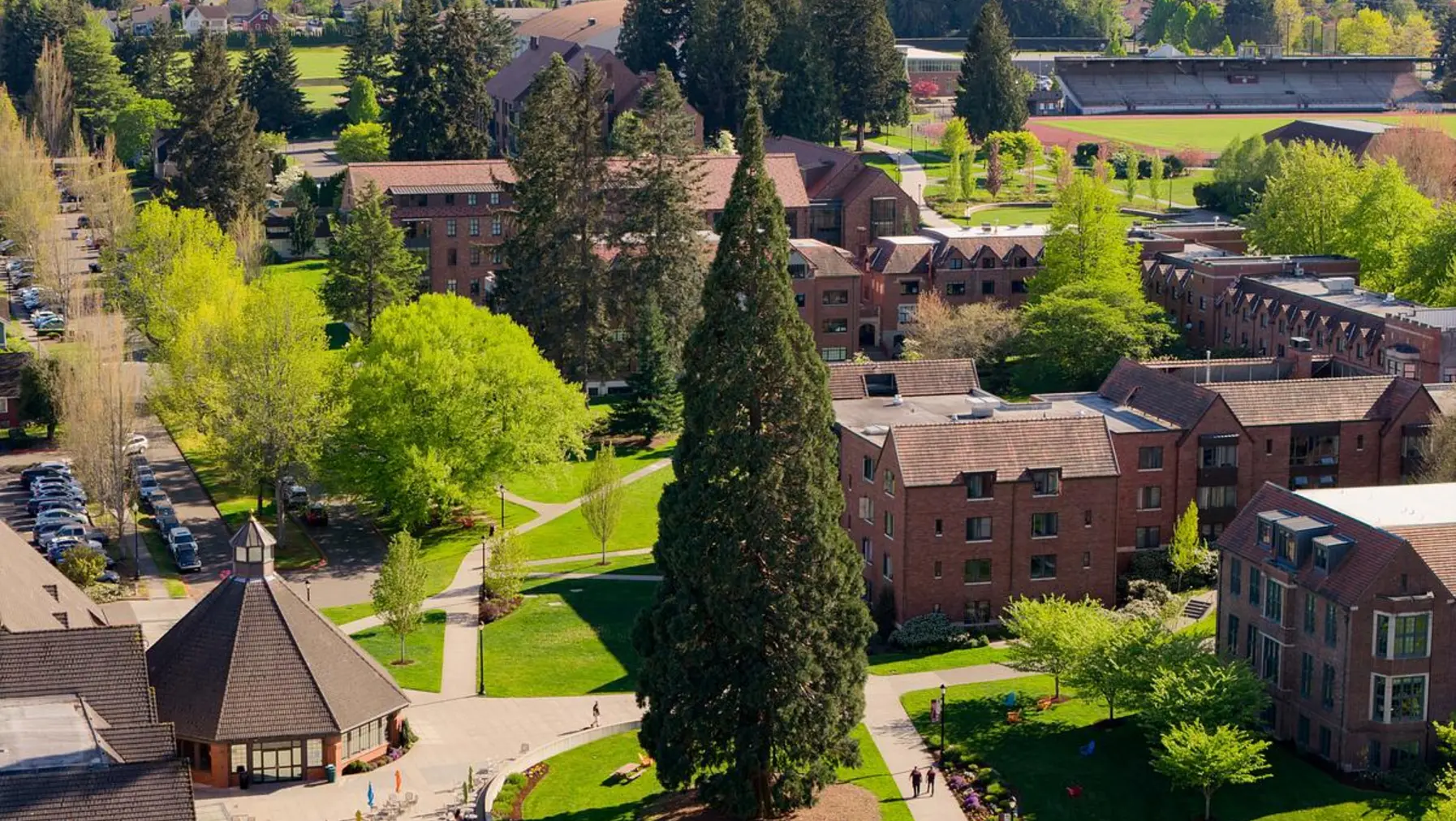 The sequoia standing tall on campus near Wheelock Student Center