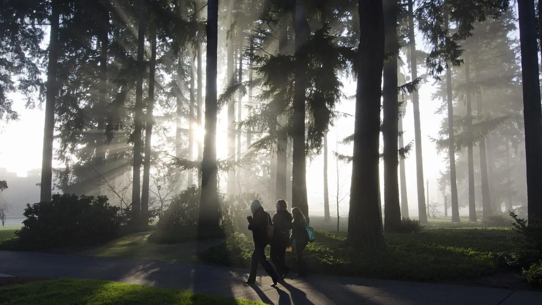 Students walking through the trees on a foggy morning