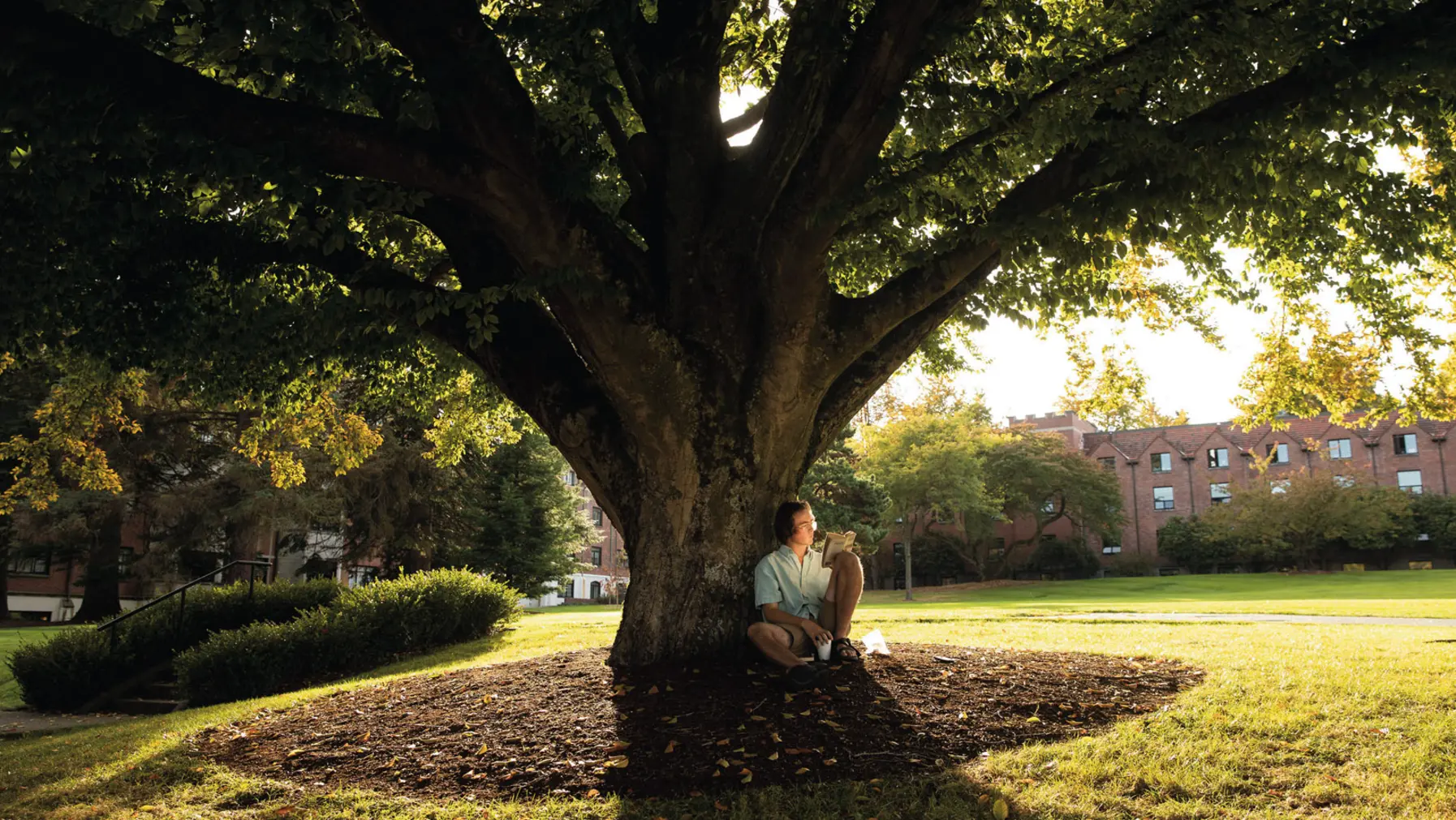 Student reading under the branches of a tree on campus