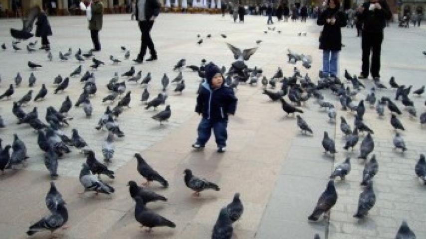 Aika Krecek, People, Krakow, Poland, 'Boy in Pigeons'.jpg