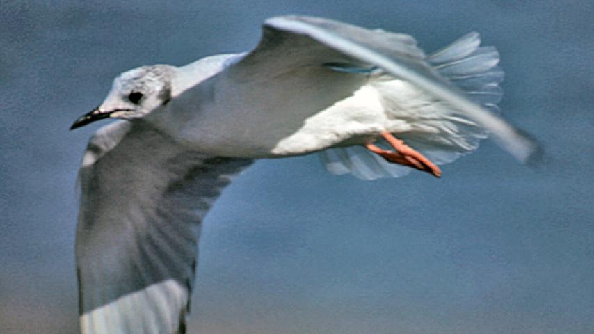 Bonaparte's Gull (DP)1.jpg