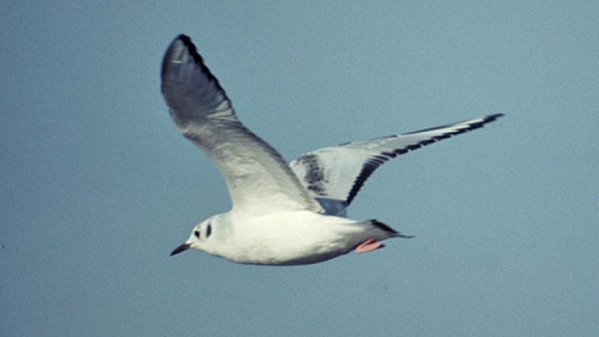 Bonaparte's Gull (DP)4.jpg