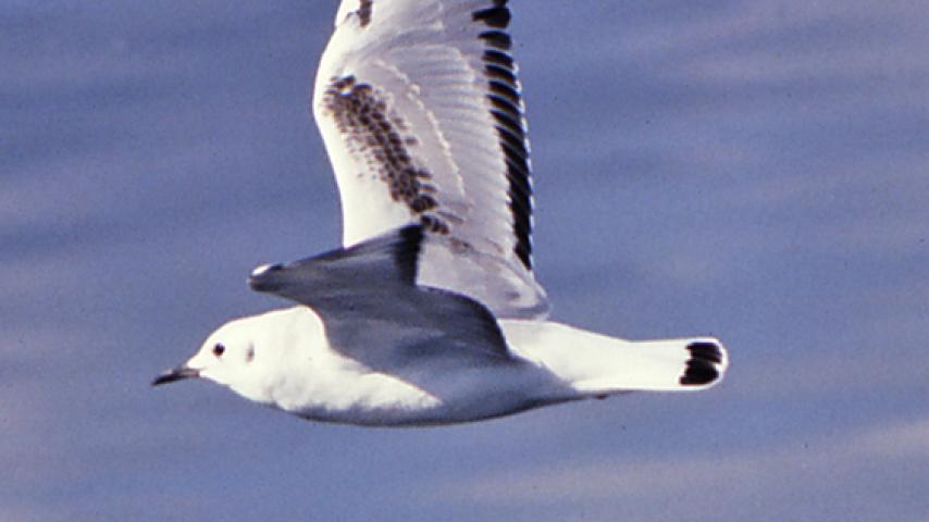 Bonaparte's Gull (DP)7.jpg
