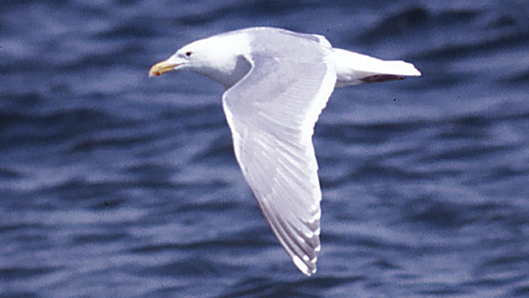 Glaucous-winged Gull (DP)1.jpg