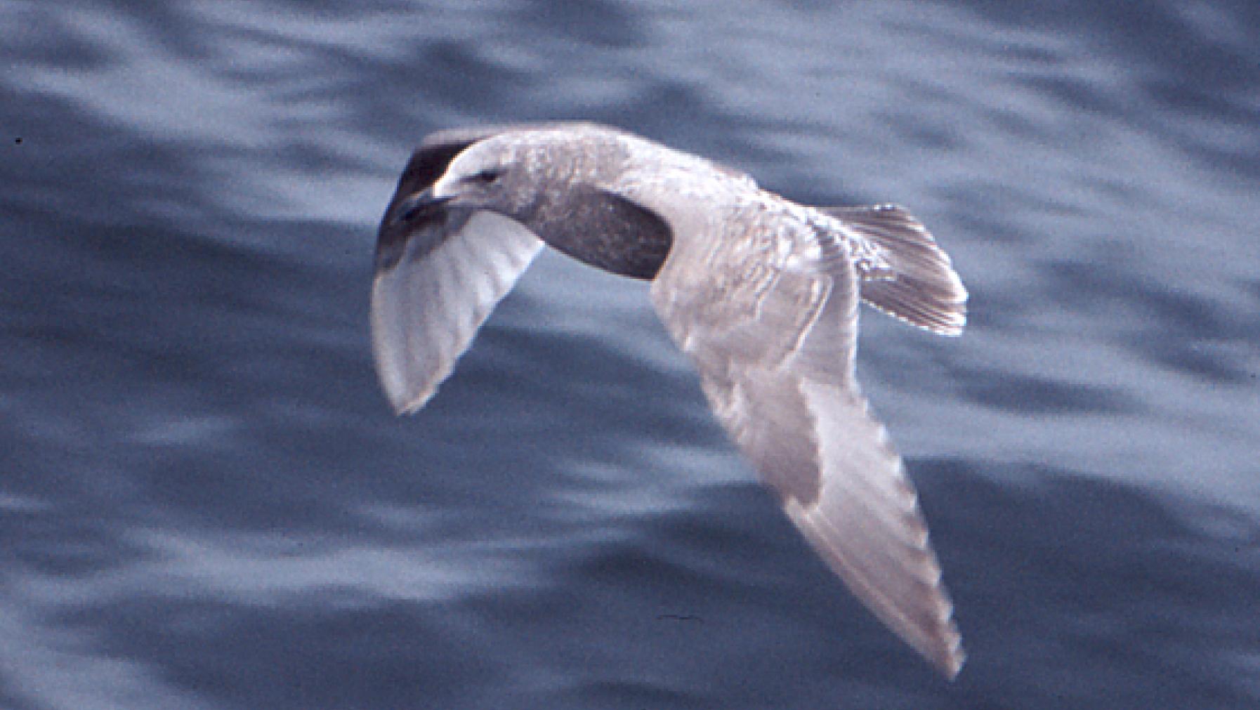 Glaucous-winged Gull (DP)3.jpg