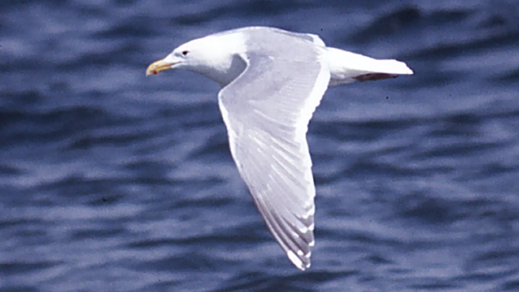 Glaucous-winged Gull | University of Puget Sound