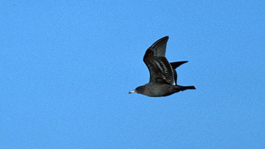Heermann's Gull (DP)2-2.jpg