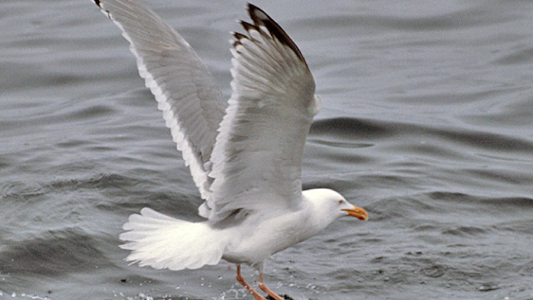 Herring Gull (DP)1.jpg