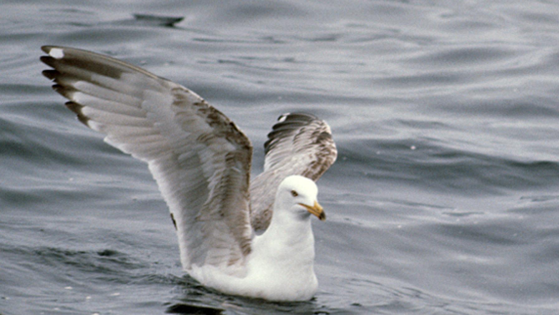 Herring Gull (DP)2.jpg