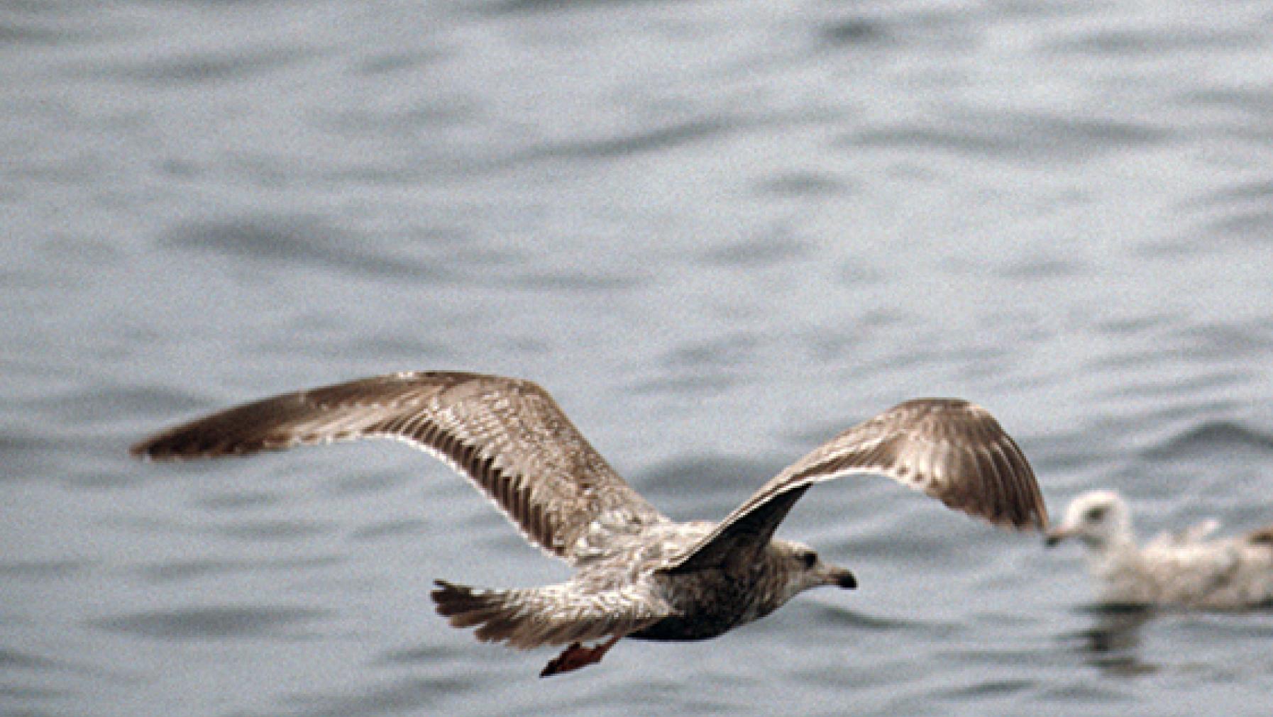 Herring Gull (DP)3.jpg