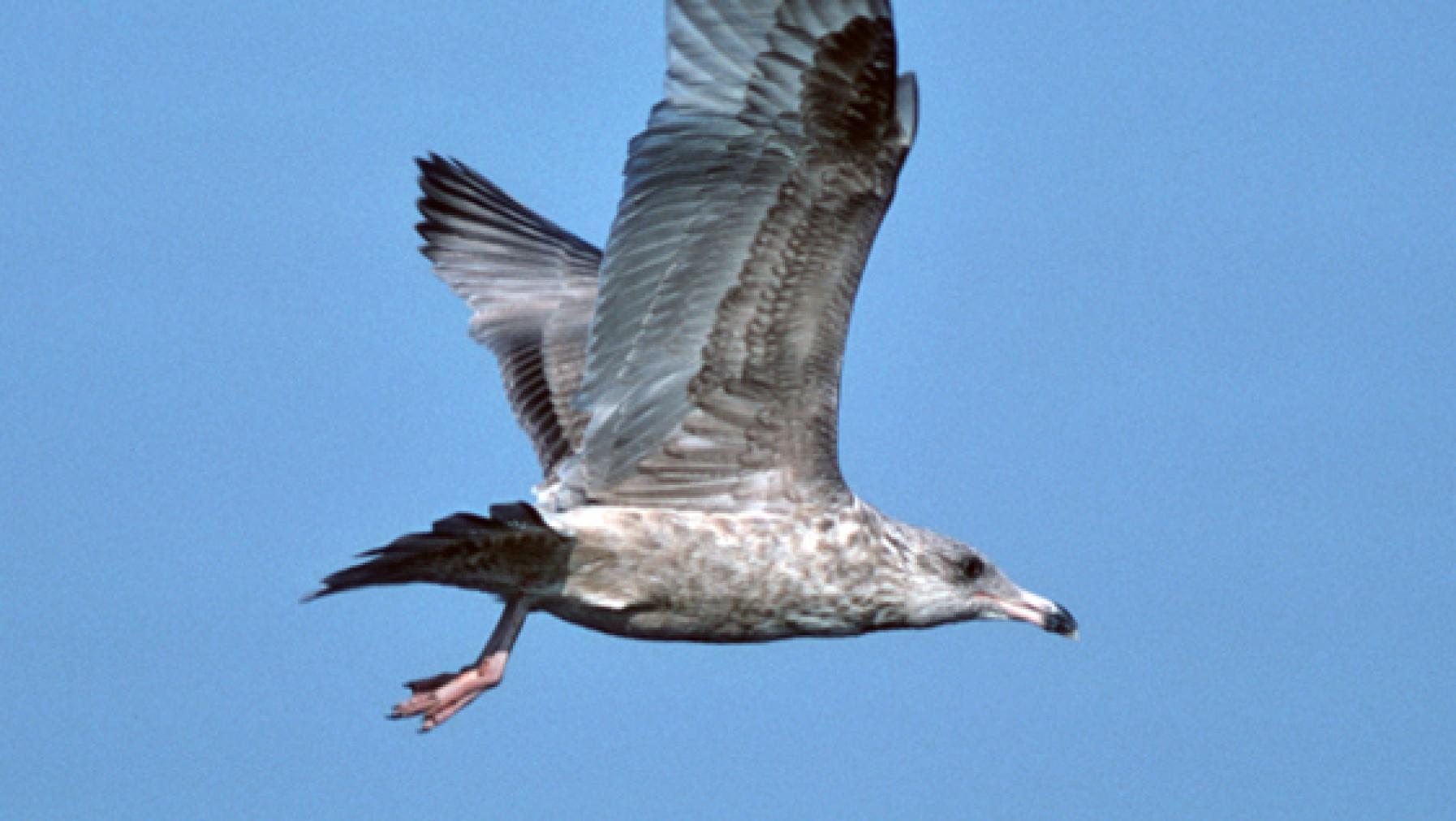 Herring Gull (DP)5.jpg