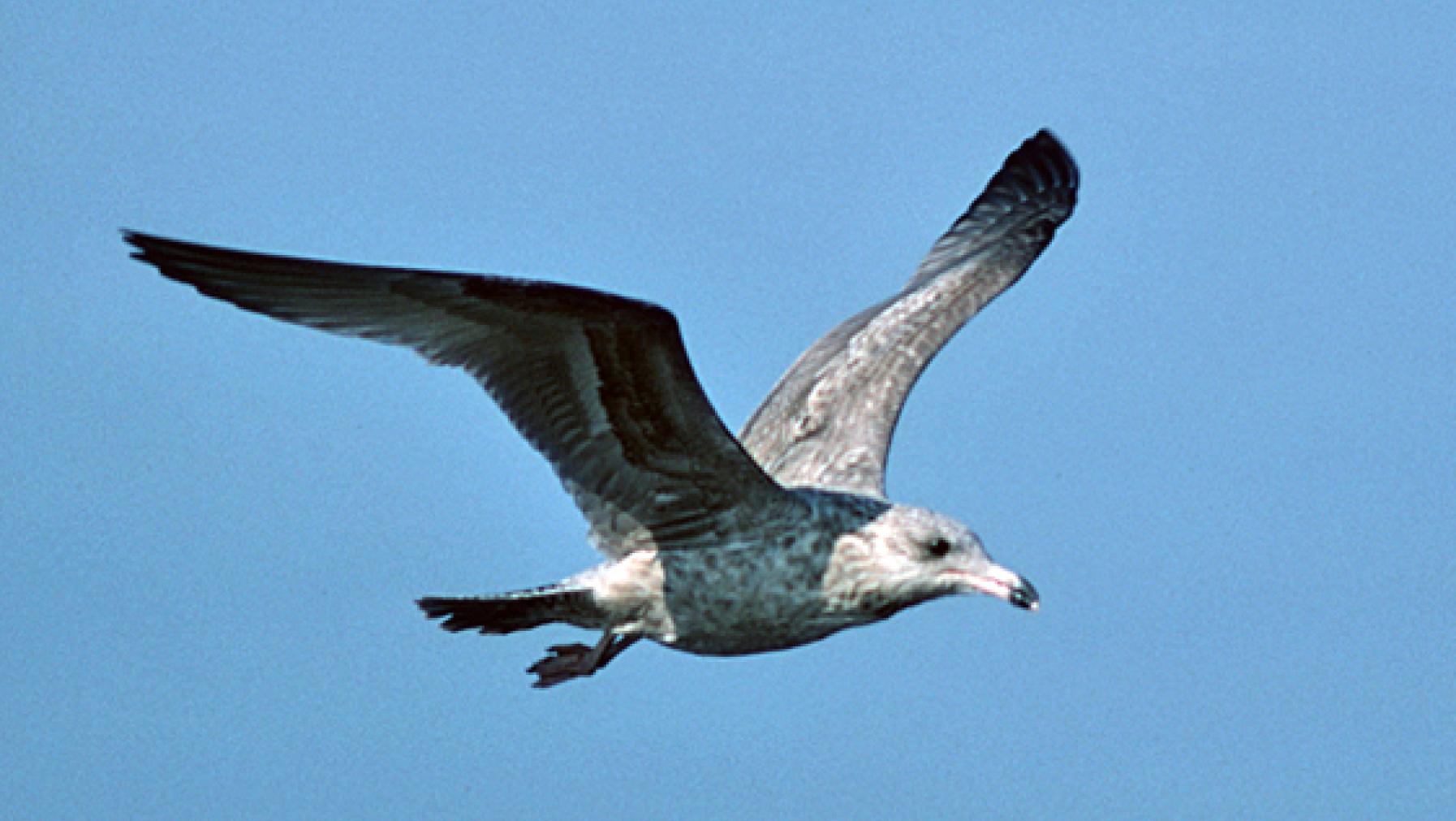 Herring Gull (DP)6.jpg