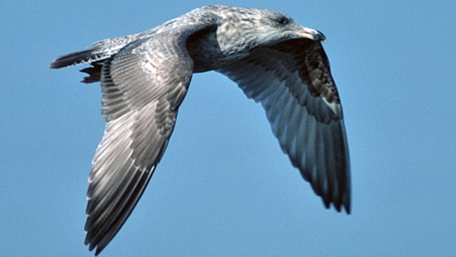 Herring Gull (DP)7.jpg
