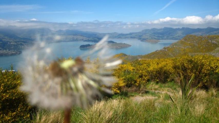 Sara Lesser; Lyttelton, New Zealand; A View from the Top; Most Artistic.jpg