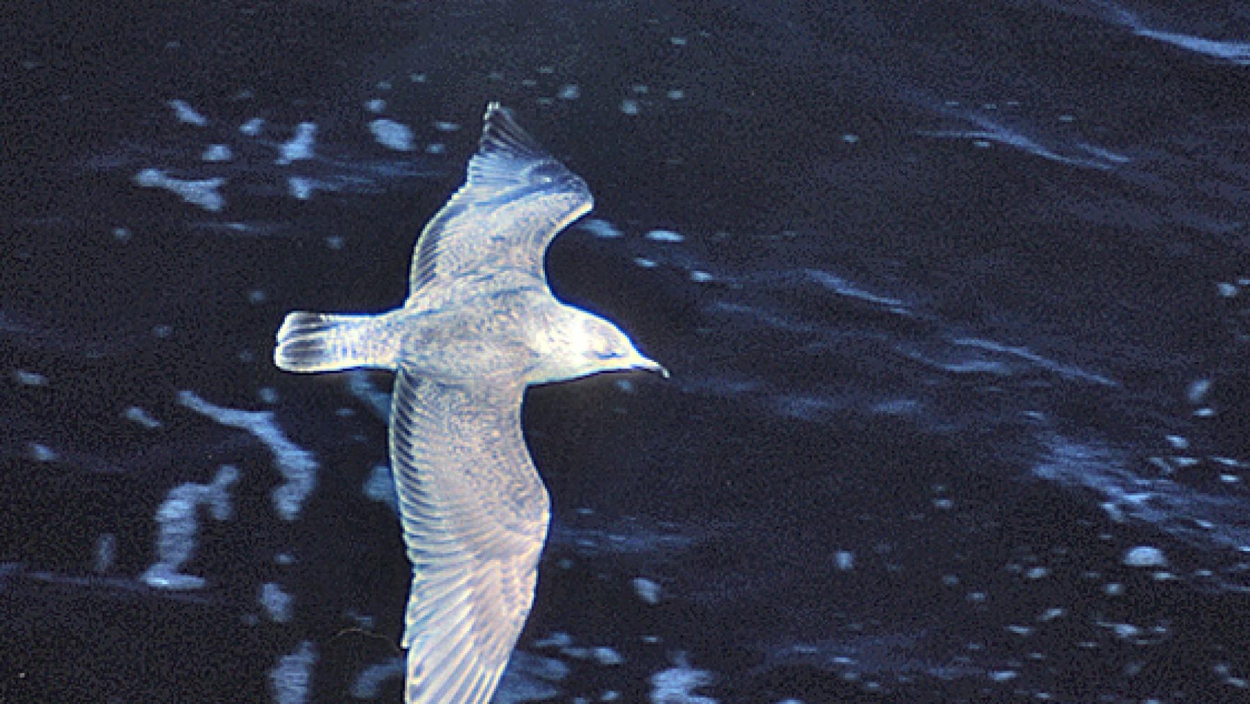Thayer's Gull (DP)1.jpg