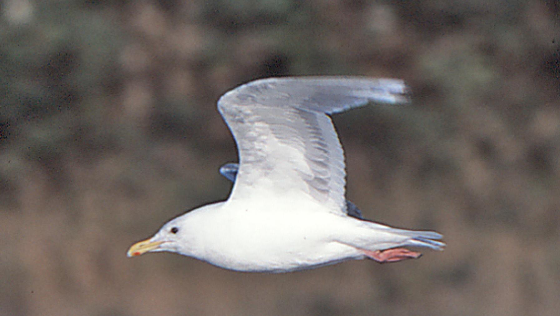 Thayer's Gull (DP)9.jpg