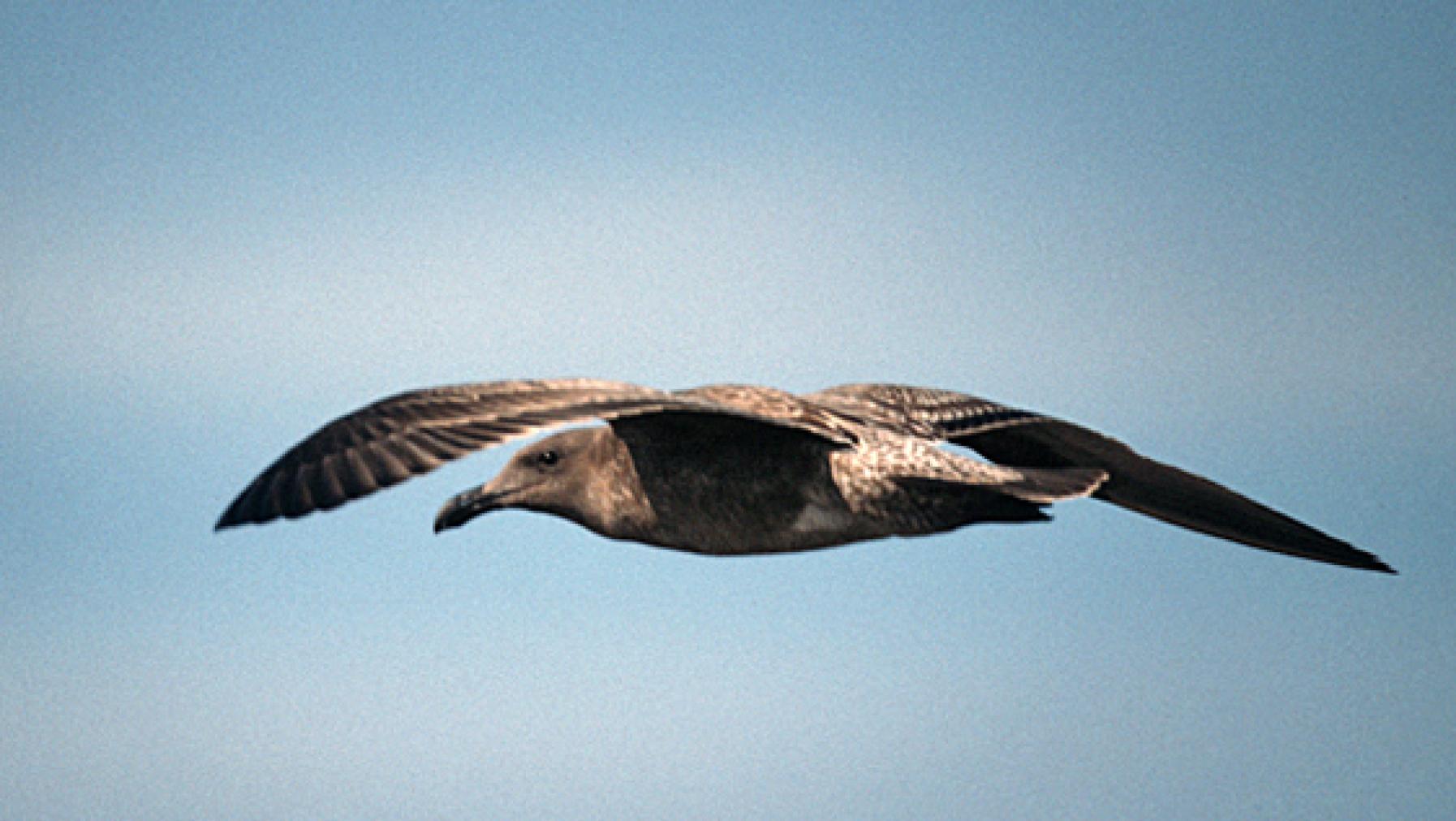 Western Gull (DP)4.jpg
