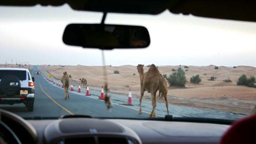 camels_uae.jpg