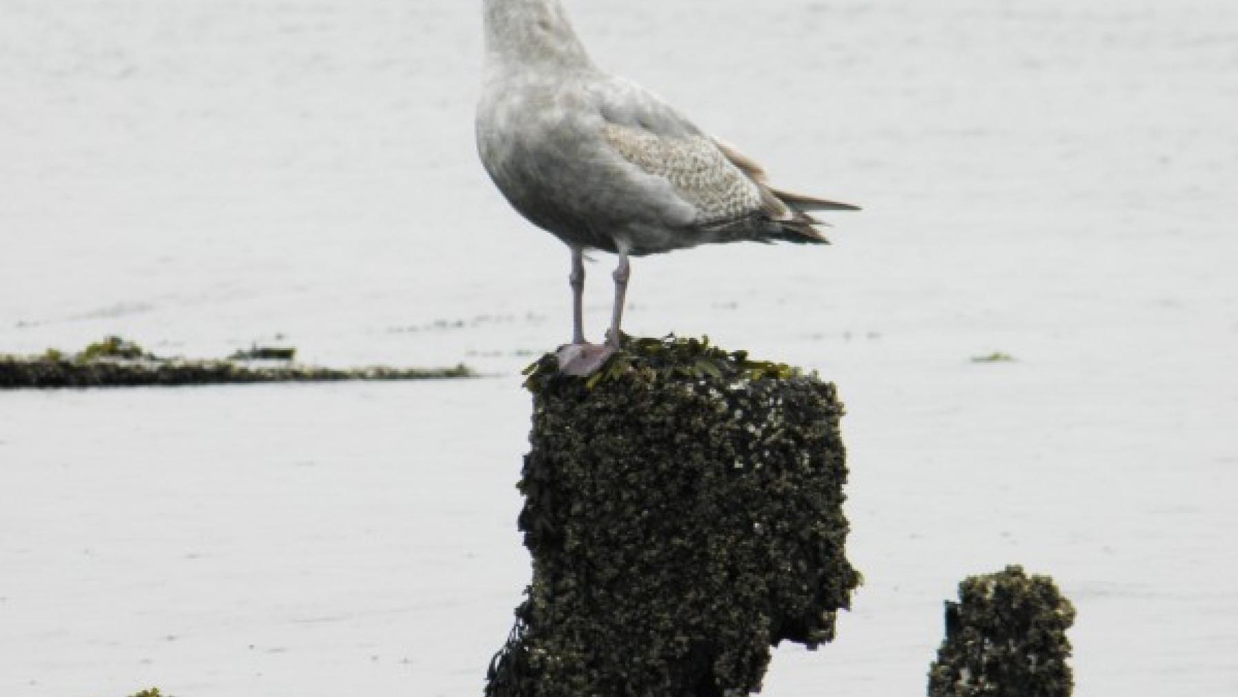 A seagull standing on an object above water.