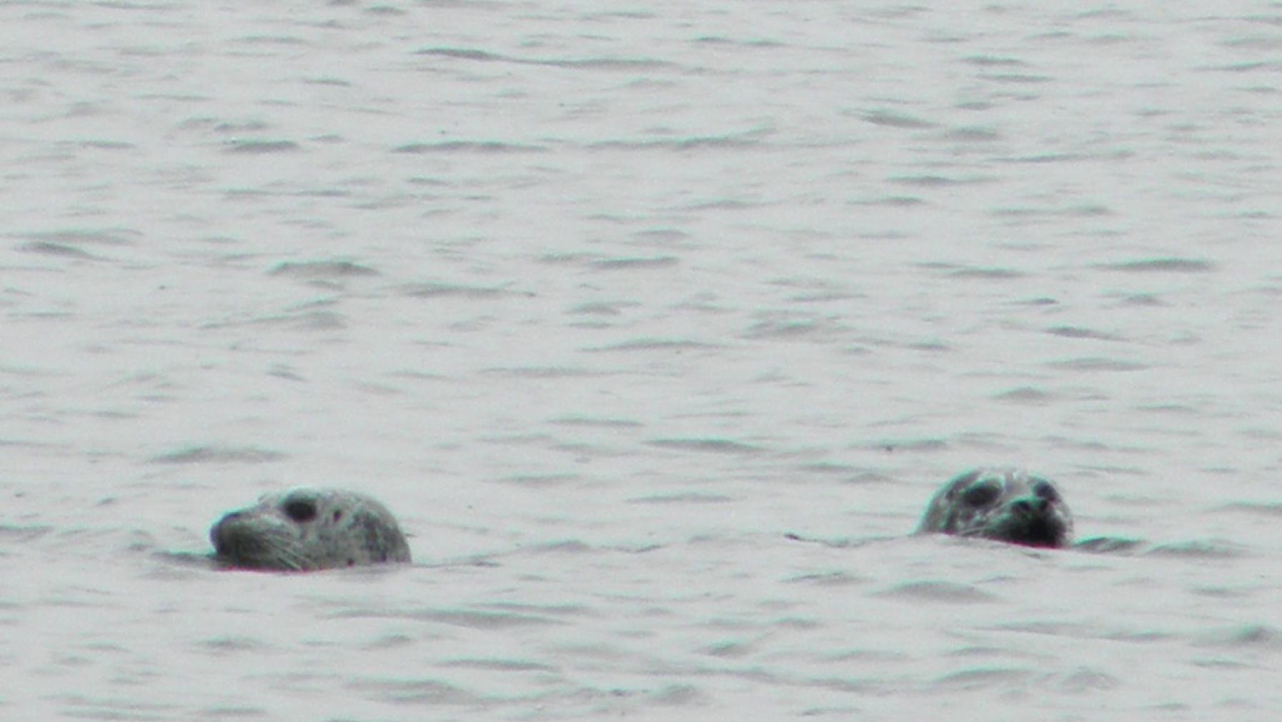 Two seals in water.