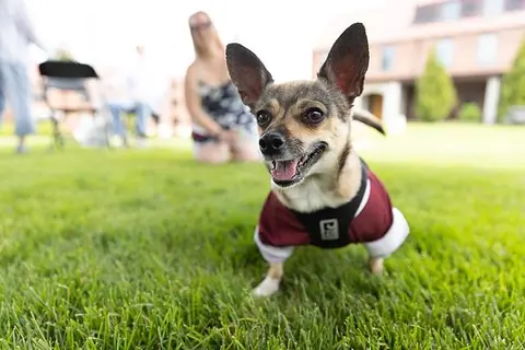 Dog on campus