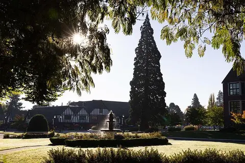 Sequoia and Jones Fountain