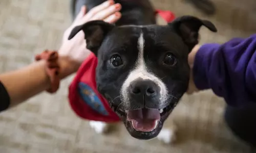 People petting a dog