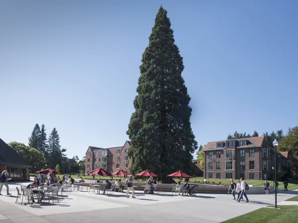 The sequoia near Wheelock Student Center