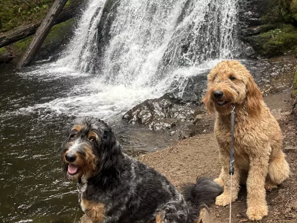 Two fluffy dogs sit beside a rather large waterfall. The light brown dog named Honey sits politely beside her black and brown brother named Hendricks.