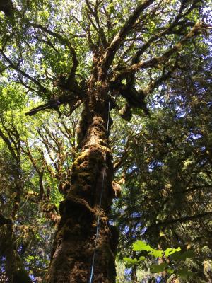 Tree in a temperate rainforest