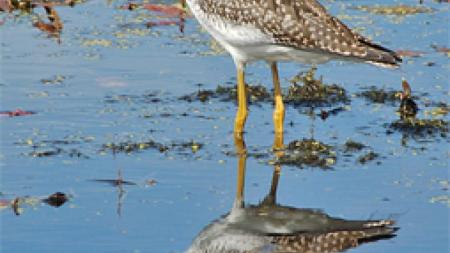 Shore bird reflection in wet sand
