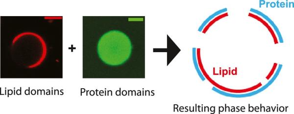 Reconstitution of interaction between lipid and protein domains.
