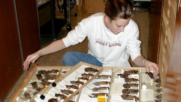 Student reviewing specimens