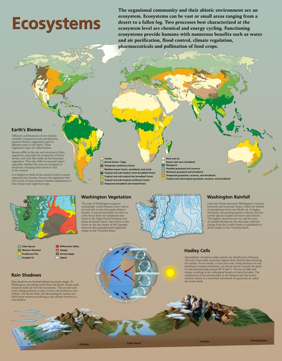 Ecosystem Chart