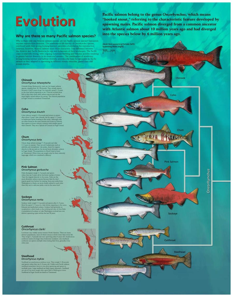 Salmon evolution chart