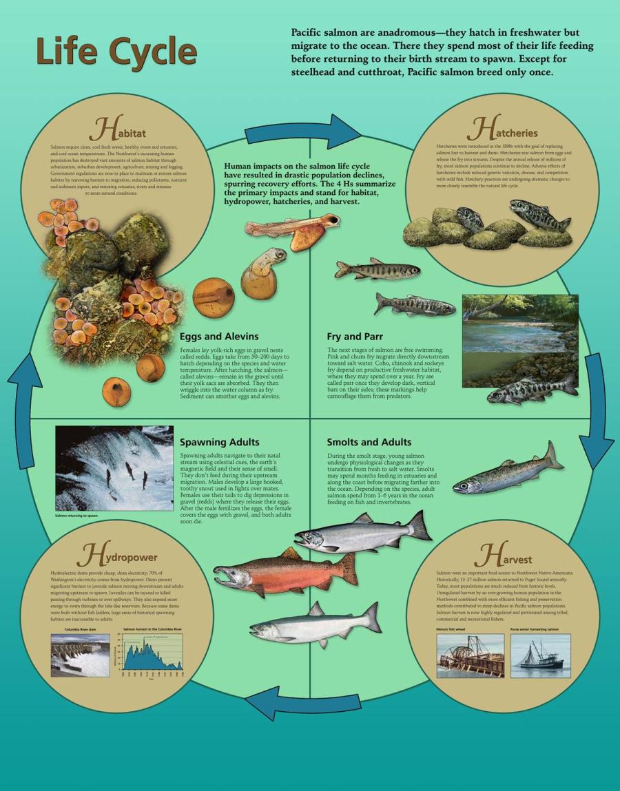 Salmon Life Cycle Chart