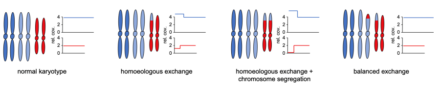 genomic changes in allohexaploid Arabidopsis population 